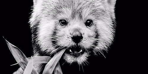 Masterclass photo - photo portrait