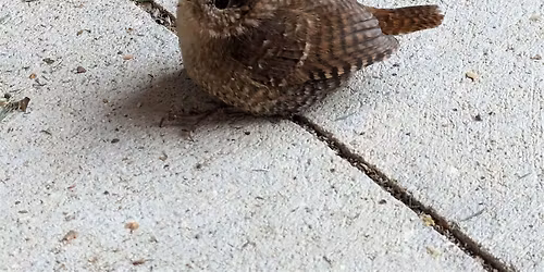 Winter Birding Sandy Hook - lot B meet up