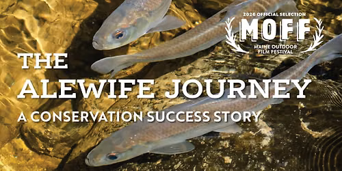 "The Alewife Journey" at Maine Outdoor Film Festival
