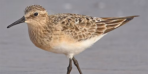 August Bird Walk - Shorebirds in Lake County