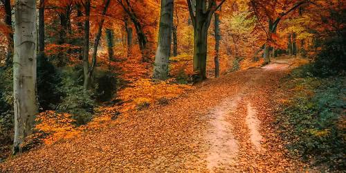 NEW HIKE: Autumnal colours Part 1: Is this Surrey or Canada?