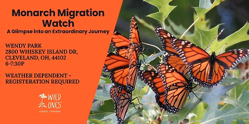 Monarch Migration Watch: A Glimpse into an Extraordinary Journey