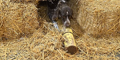 Cudahy Kennel Club Barn Hunt July 3rd Trial
