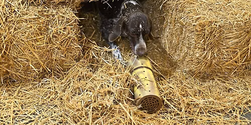 Cudahy Kennel Club Barn Hunt July 3rd Trial