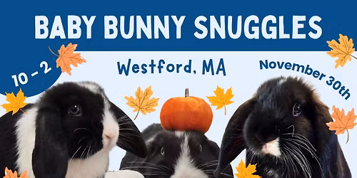 Baby Bunny Snuggles in Westford