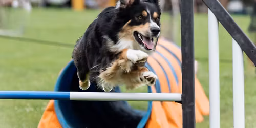 OVBCC UKI Agility Trial