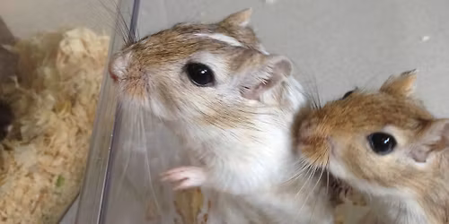 Bradford Championship Show