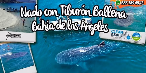 Nado con Tibur\u00f3n Ballena en Bah\u00eda de los \u00c1ngeles