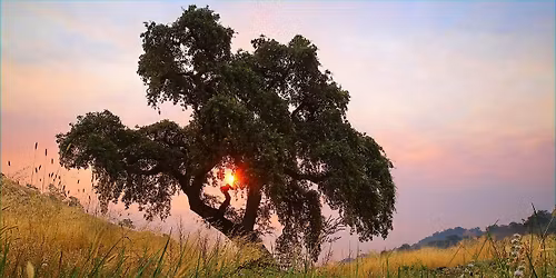 Wisdom of the Oaks