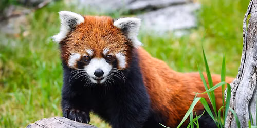 Red Panda Breakfast