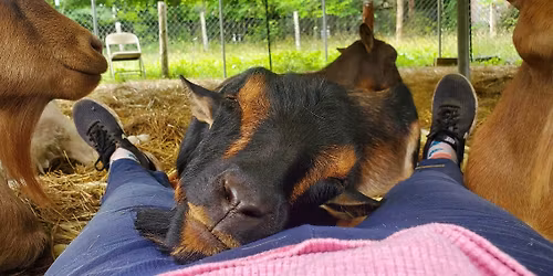 Holiday on the Farm
