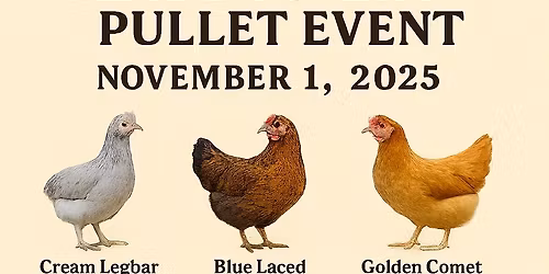 Eggstraordinary Ready-To-Lay Pullet Event!