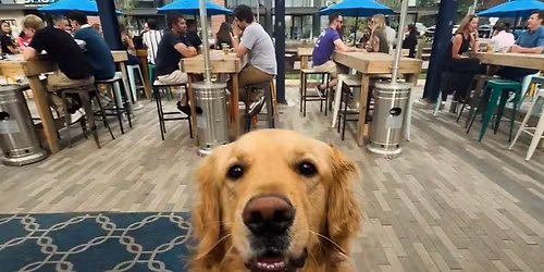 Belleview beer garden dog park meet 