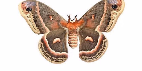Cecropia moth (Hyalophora cecropia) insect taxidermy pinning workshop