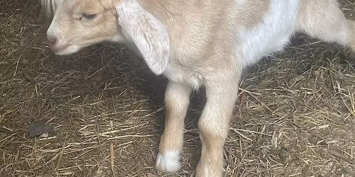 August Goat Yoga at Guerrilla Gardens