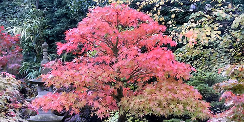 Bonsai Society Meeting - Deciduous Trees and Winter Maintenance
