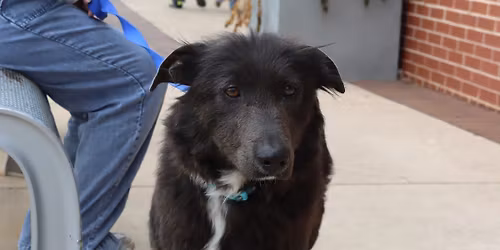 AFH ADOPTION EVENT - BRISTOW