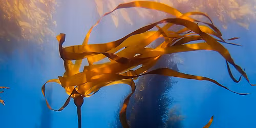 Sequoias of the Sea Film Screening 