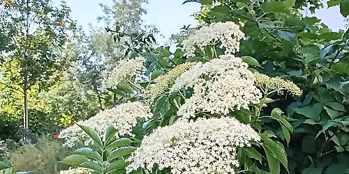 Stammtisch Holuntar-Hain 