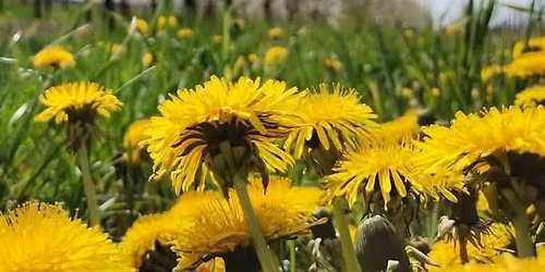 Pierwszy wiosenny obiad w sadzie Owoce Lutyni plus kiermasz 