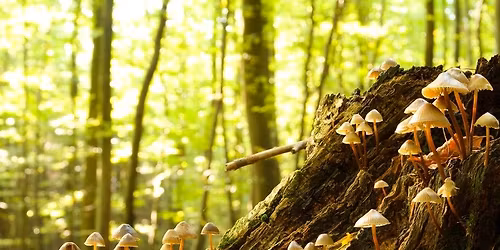 Trees & Mushrooms: An Unlikely Alliance 