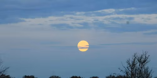 Vollemaan en Vleermuizen Wandeling, vrijdag 1 mei 21.00  uur