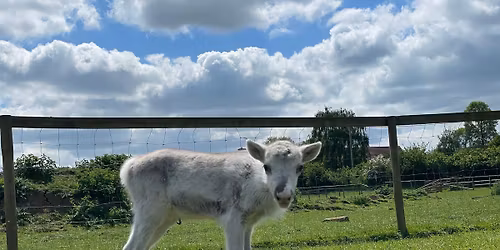 Boxing Day at Somerset Reindeer Ranch