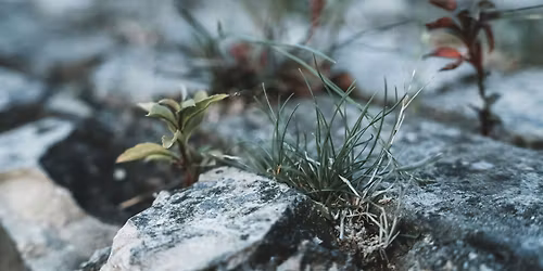 Resilience in Times of Uncertainty: Somatic Workshop for Grounded Presence