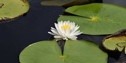 Flower Finder Hike at Hidden Pond Preserve