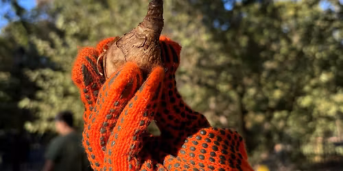 Bulb Planting, Tree Care & Countertop Compost Bin Giveaway w\/ CM Marte