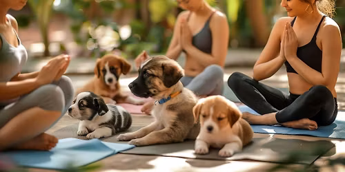 GirlsConnectYYC Does Puppy Yoga at Rebarkable Retreats!
