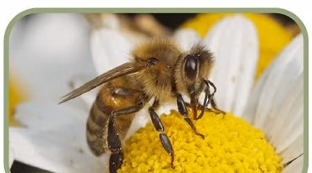 Junior Naturalist Series: Pollinator Power \ud83c\udf38\ud83d\udc1d