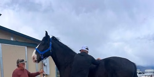 Horse and rider chiropractor day, with Dr. Micky Doyle