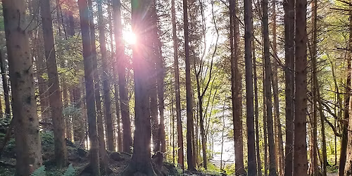 Summer Forest Bathing Walk - Taster session