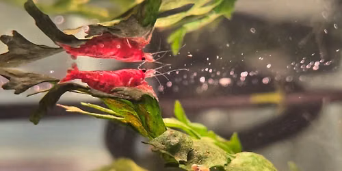 Introduction to Fresh Water Shrimp