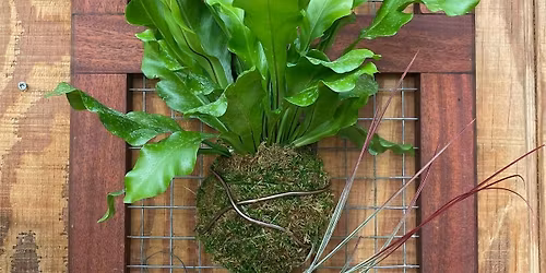 DIY Mounted Fern