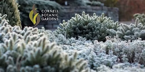 Wreaths and Winter Greens