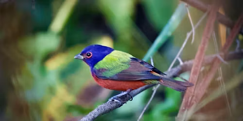 Guided Birding Walk: Spring Migration