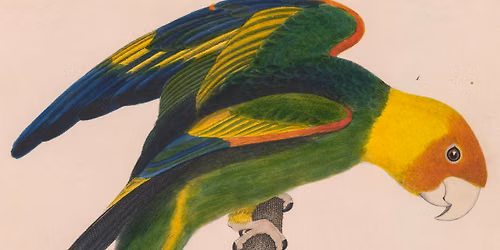 Birds Color by Color