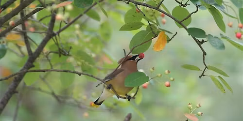 NJ Audubon: Native Plants for Birds
