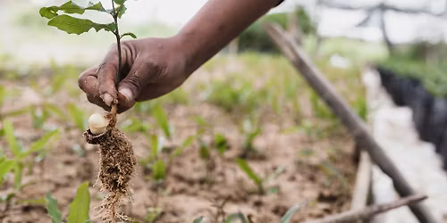 Tree Planting at Bedgrove Spinney