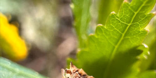 Bug Discovery Walk and Bee Abode Workshop