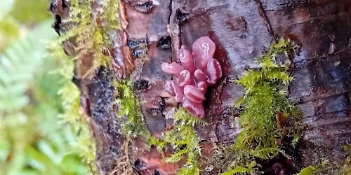 Fungi Foray and Tree Walk with Clwydian Range National Landscape Rangers