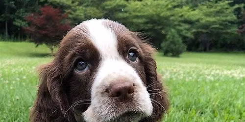 Oakville & Mississauga\u2019s  #1 Kid Friendly Puppy Yoga