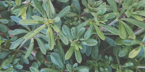 Edible and Medicinal Weeds - Eat Your Invasives!