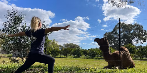 Camel yoga with luxury picnic