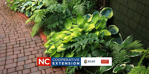 Growing Beautiful Gardens in the Shade