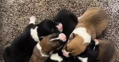  Adorable corgi puppies for adoption 