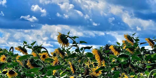 Community Forum: Bee health