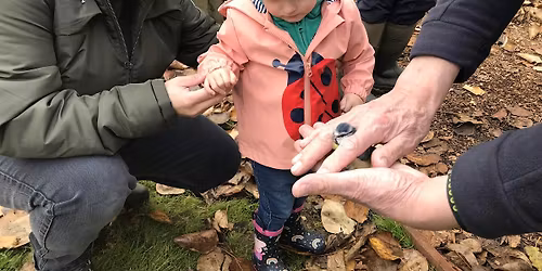 Bird-ringing Session